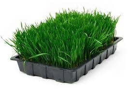 Supergreens