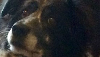 Canine Cool