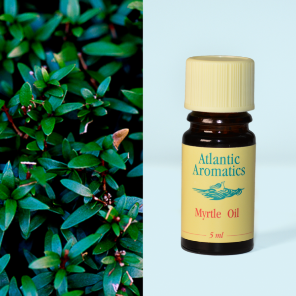Atlantic Myrtle Oil 