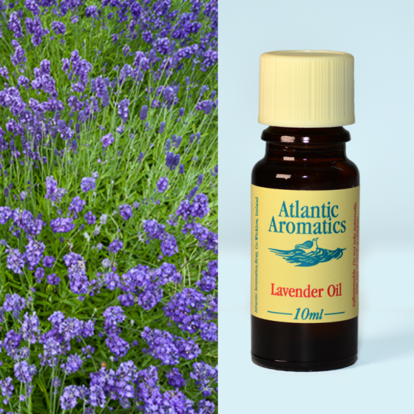 Atlantic Lavender Oil 
