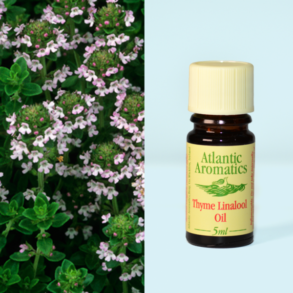 Atlantic Organic Thyme 
